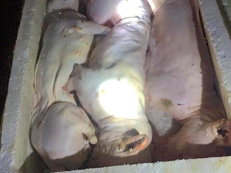 Xe khách vận chuyển gần 500kg động vật không giấy tờ hợp lệ