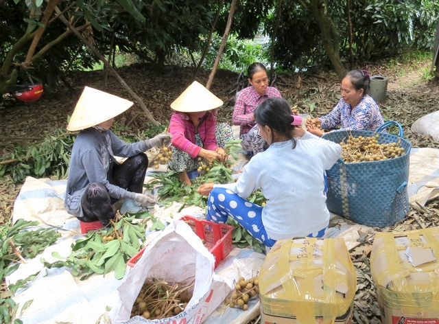 Thanh long ruột đỏ và nhãn giảm giá
