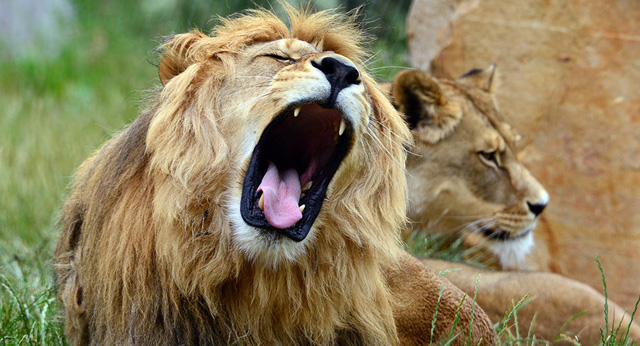 Sư tử bị tuyên án chung thân trong sở thú vì tội giết người