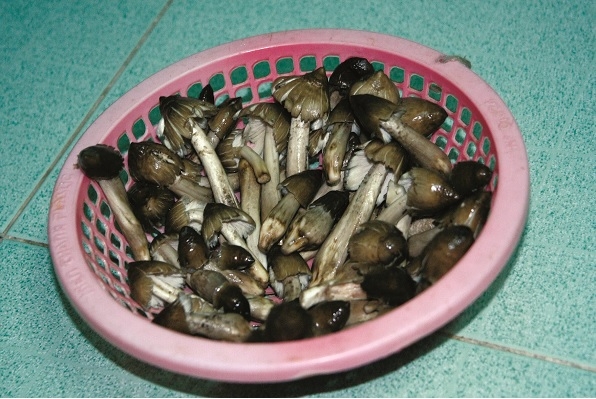 Săn nấm mối ở miền Tây