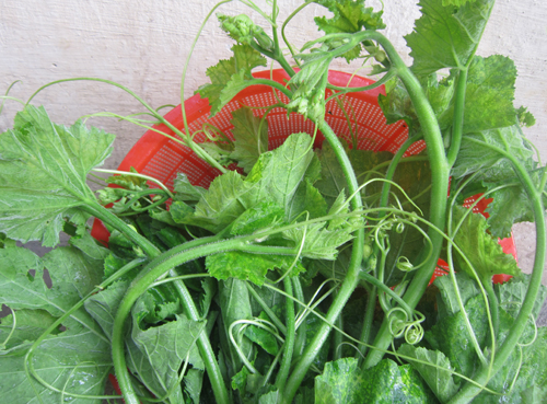 Ngọn bí non ngậm chất kích thích tràn ngập chợ