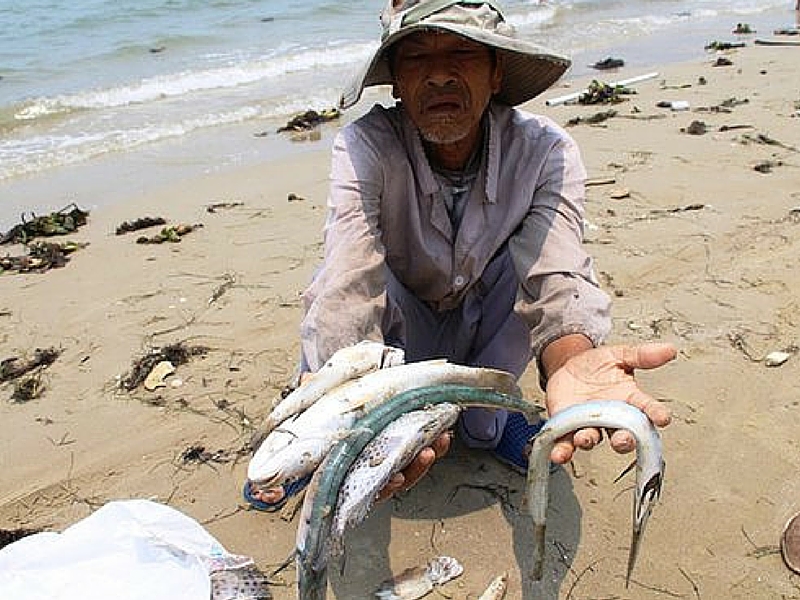  Cá chết hàng loạt bất thường ở miền Trung đã làm cuộc sống của người dân lao đao