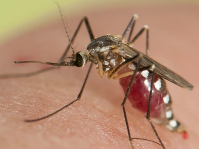 Tại sao một số người hay bị muỗi đốt hơn người khác