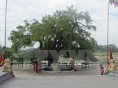 Công nhận cây lộc vừng 600 năm tuổi ở Vĩnh Phúc là cây di sản
