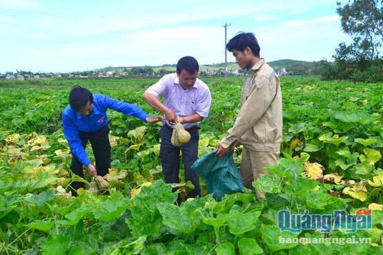 Vườn rau thanh niên ở Đức Chánh