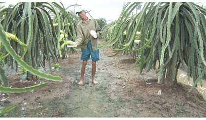 Huyện Chợ Gạo Nông dân phấn khởi thu hoạch thanh long ra hoa tự nhiên