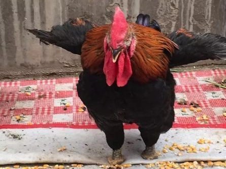 Chú gà trống với hành động phi thường được so sánh với Quan Vũ