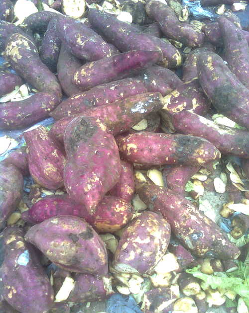 Thận trọng kẻo nhiễm độc với khoai lang hà