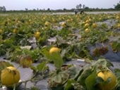 Việt Nam thuộc top những quốc gia sử dụng thuốc bảo vệ thực vật nhiều, khó kiểm soát