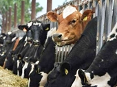 Việc Úc đưa ra lệnh cấm xuất khẩu gia súc đối với một số công ty của Việt Nam Nhiều công ty bị vạ lây lên tiếng