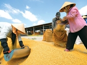 Xuất khẩu gạo nằm im ngóng cơ hội