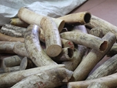 Hà Nội Bắt giữ lô ngà voi Châu Phi số lượng lớn