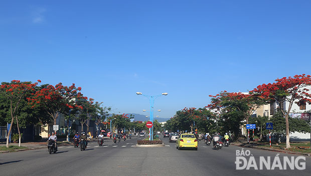 Phượng vĩ đang “thắp nắng lên hai hàng” trên đường Lê Đại Hành, quận Cẩm Lệ. 