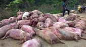 Kinh hoàng xác lợn chết ngụp lặn trên sông Sài Gòn