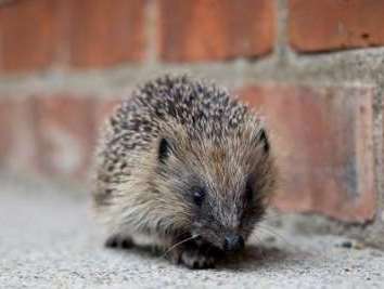 Hàng trăm người xin làm đại diện cho nhím