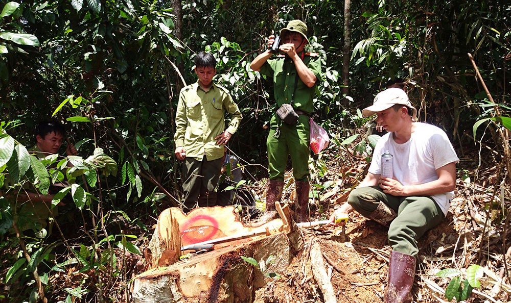 Vụ phá rừng ở Bảo Lâm Khởi tố, bắt tạm giam 11 bị can