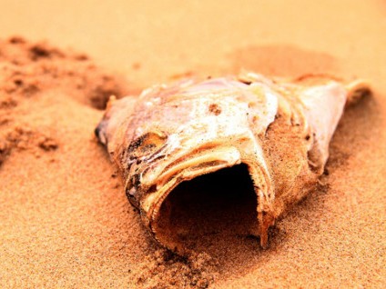 Bồi thường thiệt hại do Formosa gây ra sẽ đến dân trong tháng 8