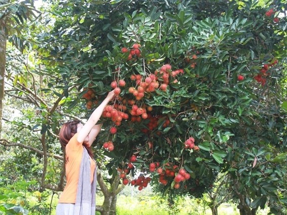 Ngắt hoa nơi công cộng bị phạt 200 000 đồng