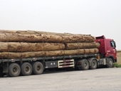 Xe chở gỗ khủng tháo chạy trước mặt lực lượng chức năng