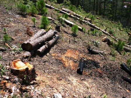 Khởi tố vụ án truy sát đoàn cán bộ quản lý rừng