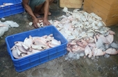 Hãi hùng phát hiện gần 1 tấn cá đang phân hủy tại nhà hàng chế biến thức ăn cho KCN
