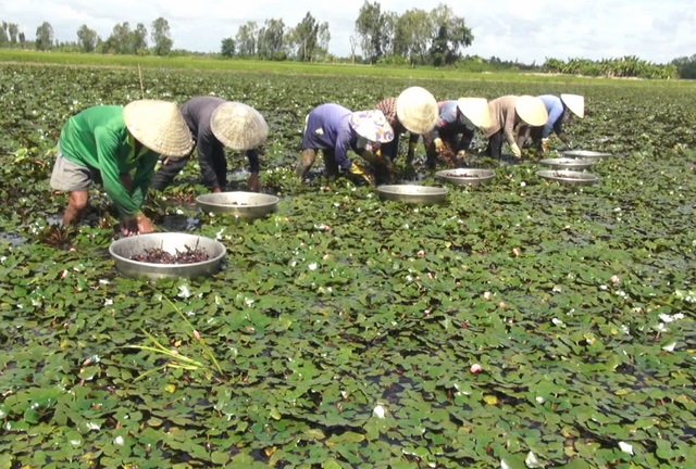 Ấu nghịch mùa trúng giá