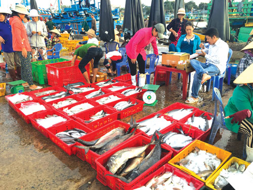 Chính vụ cá nam Điệp khúc được mùa mất giá