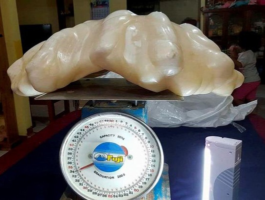 Ngư dân giữ khối ngọc trai 34 kg trong nhà để lấy may