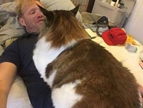 Truy tìm ứng cử viên sáng giá cho danh hiệu mèo khổng lồ