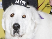 Chú chó được bầu làm  thị trưởng 3 nhiệm kỳ liên tiếp