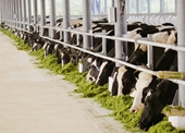 Thương hiệu sữa Việt 40 năm với kỳ tích xuất khẩu đi 43 nước trên thế giới