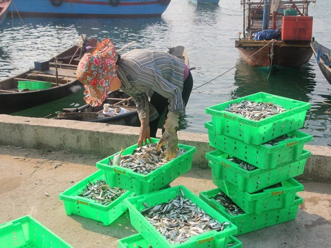 Nặng nỗi lo độc tố trong cá