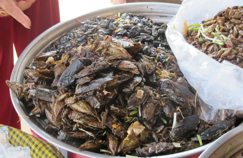 Cảnh báo ngộ độc do ăn côn trùng