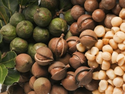 Giá bán hạt mắc ca giảm 50 so với năm 2015