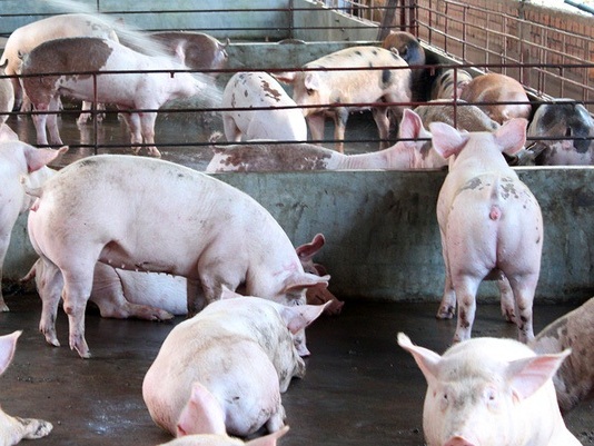 Phát hiện chất cấm mới tạo nạc cho vật nuôi