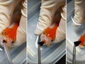 Phẫu thuật cứu con cá vàng bị hóc sỏi vì tưởng nhầm là thức ăn