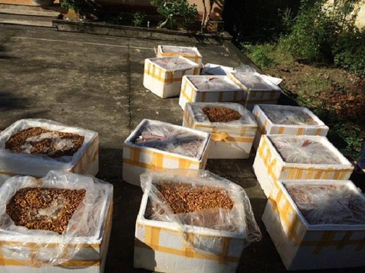 Phát hiện vụ vận chuyển nhộng tằm không rõ nguồn gốc từ Nam ra Bắc