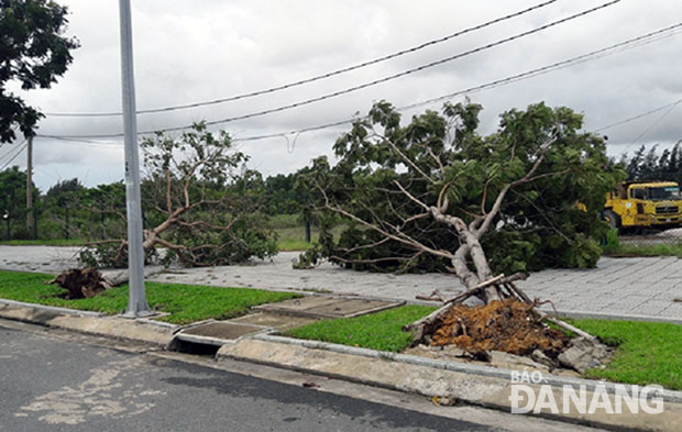 Cây xanh ngã, đổ do rễ yếu