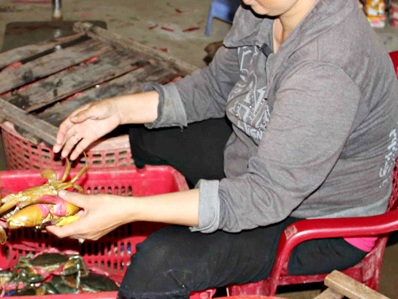 Trung Quốc giảm mua, cua biển Cà Mau lại rớt giá
