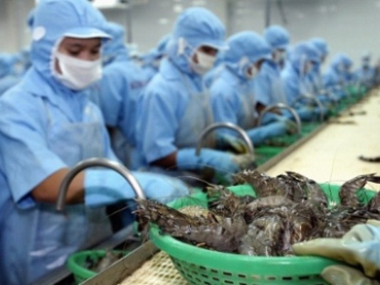 Xuất khẩu tôm gặp nhiều trở ngại