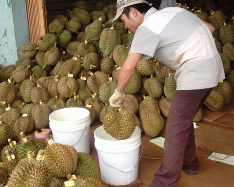 Hãi với loại thuốc HPC - 97 HXN giúp trái cây chín thần tốc