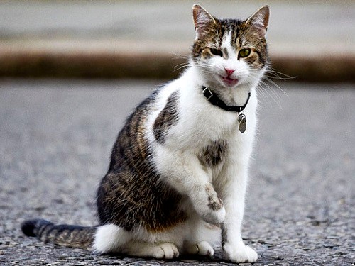 Nhiễm vi khuẩn do mèo cào dễ tới con đường chết