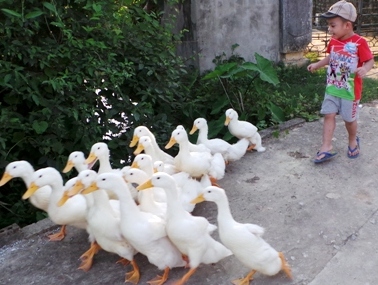 Dịch cúm vào mùa, đe dọa sức khỏe cộng đồng