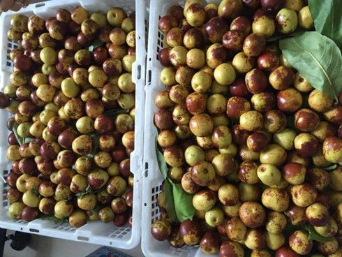 Hồng táo Trung Quốc được quảng cáo như thần dược , hút khách