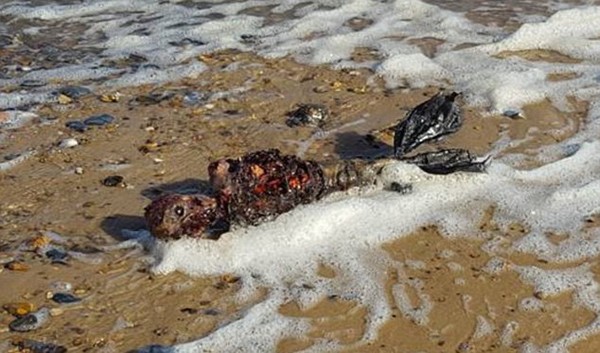  Sinh vật này trôi dạt và được tìm thấy trên bãi biển