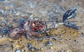 Xôn xao hình ảnh xác chết người cá trôi dạt vào bờ biển nước Anh