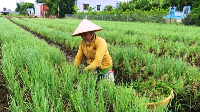 Hành bị nhiễm bệnh cháy bìa lá
