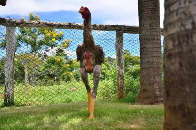 Choáng với chú gà trống khổng lồ có chiều cao tới 1,24 mét