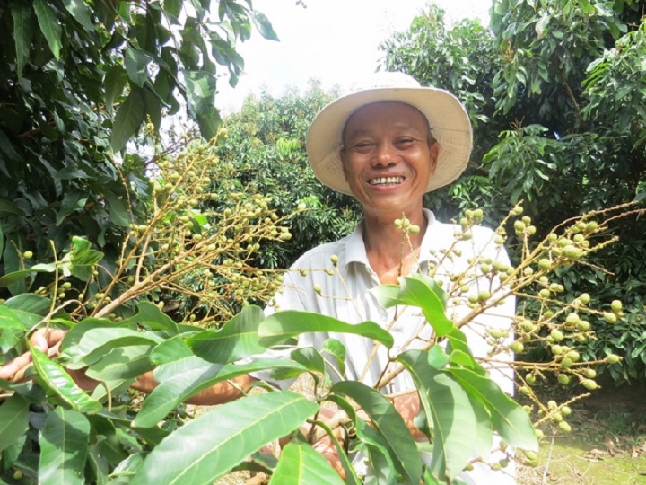 Thành công với mô hình trồng nhãn rải vụ