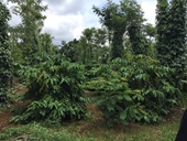 Nông dân trồng cà phê từ mô hình xen canh tối ưu có thu nhập tăng gấp đôi